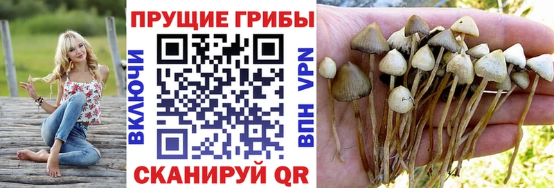 Галлюциногенные грибы прущие грибы  Ржев 